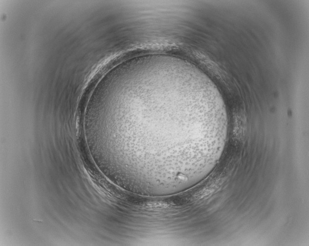 X0000060750636200511101116