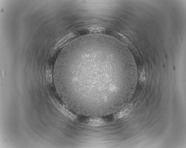 X0000060750666200511101117