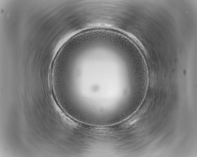X0000060751295200511101106