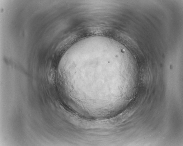 X0000060750036200511141210