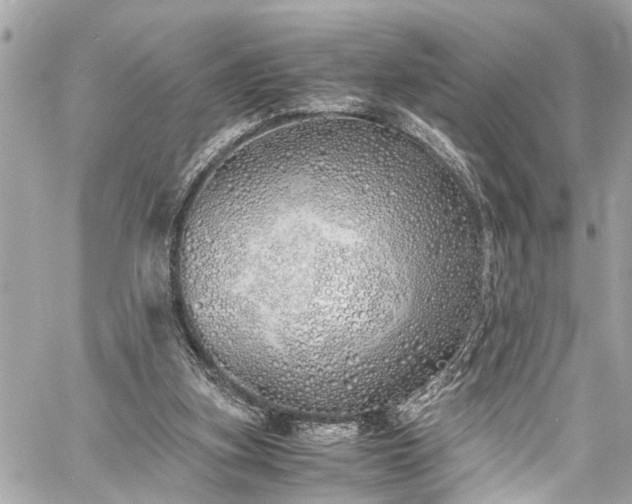 X0000060750155200511141208