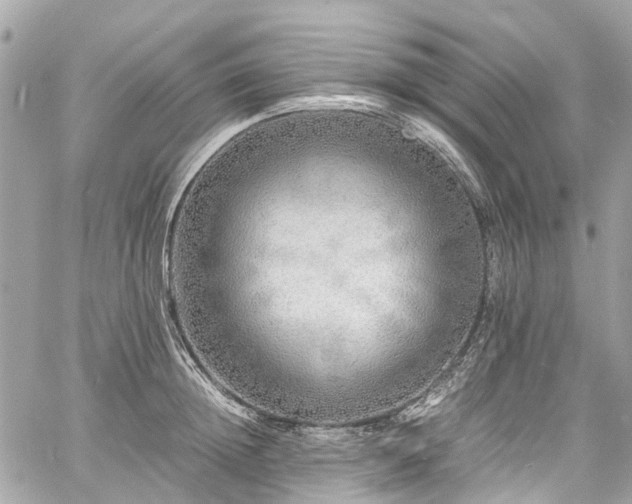 X0000060750852200511141157