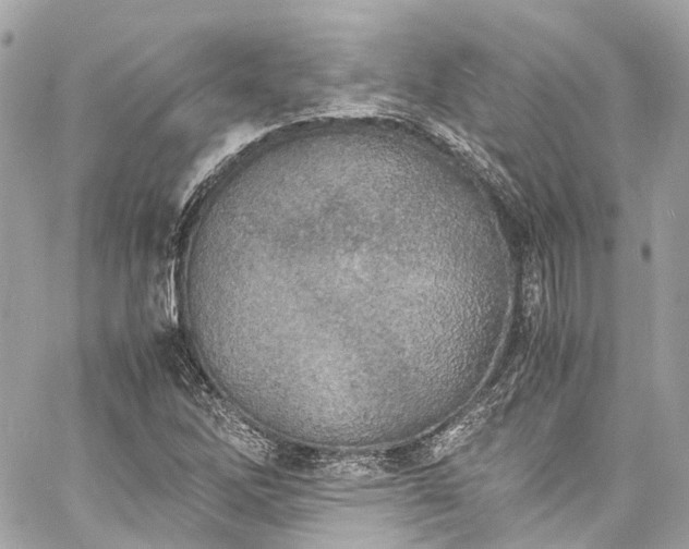 X0000060751262200511141149