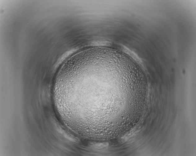 X0000060750155200511171131