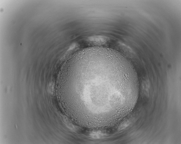 X0000060750177200511171132