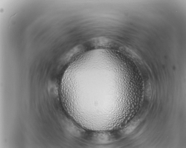 X0000060750282200511171130