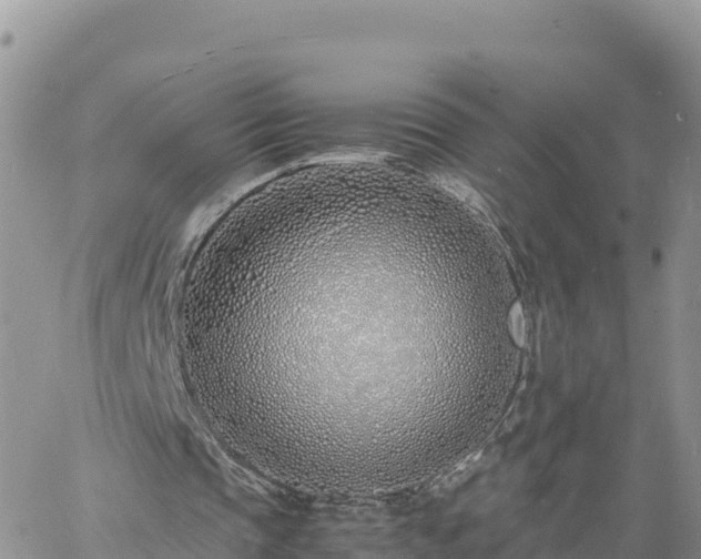 X0000060750337200511171128