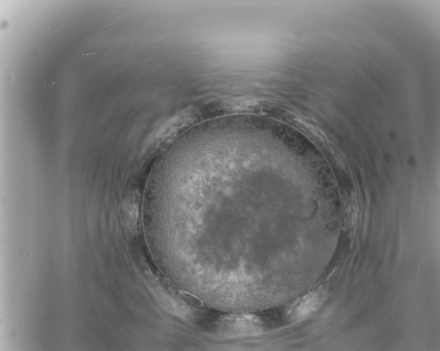 X0000060750427200511171127