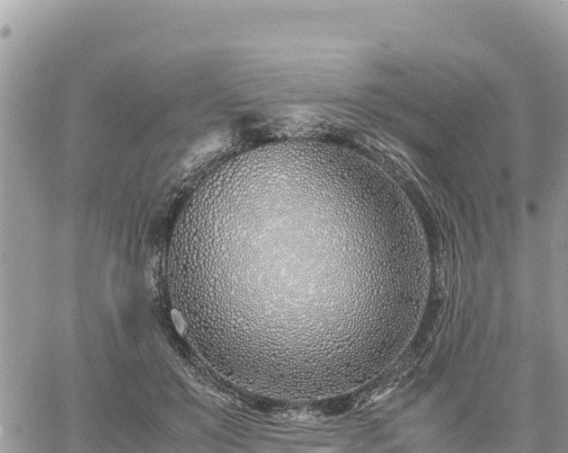 X0000060750503200511171126