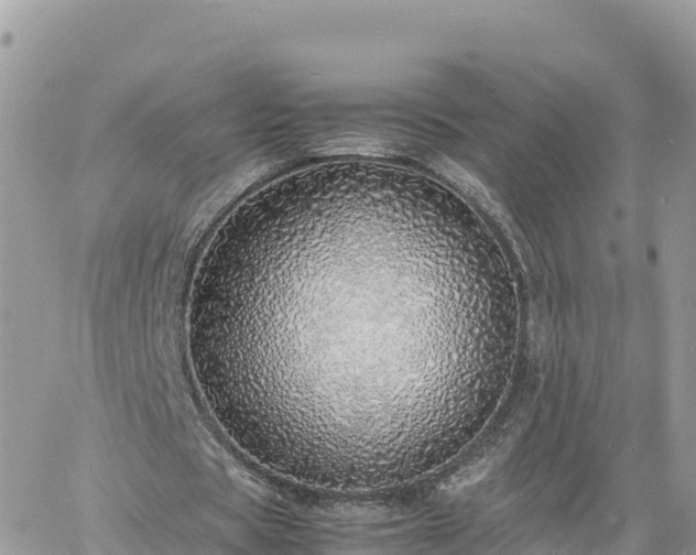 X0000060750529200511171125