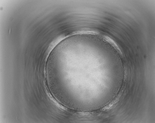 X0000060750852200511171121