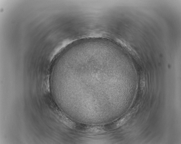 X0000060751262200511171113