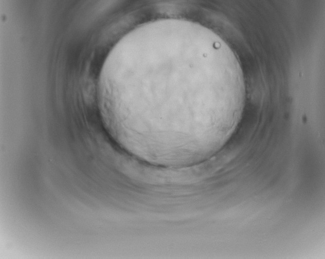 X0000060750036200511241714