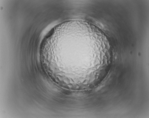 X0000060750294200511241710