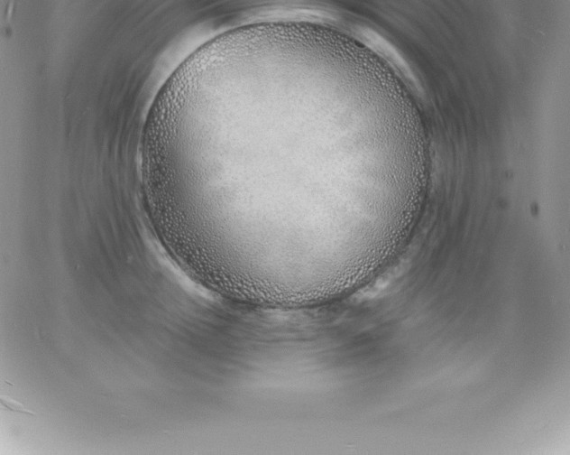 X0000060750852200511241701