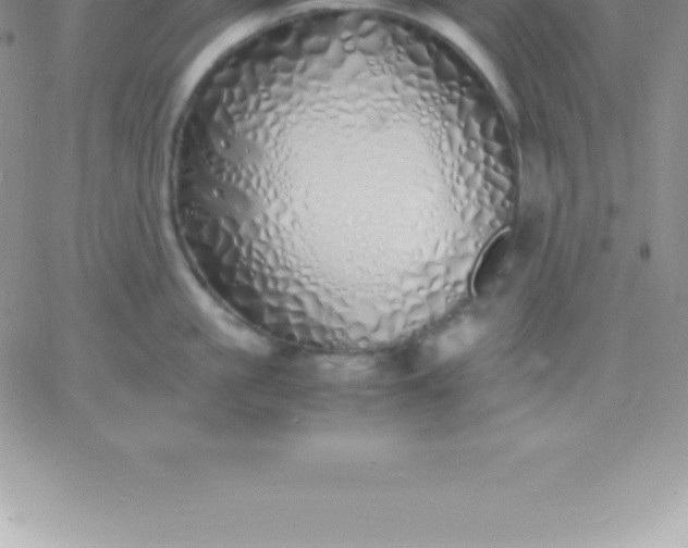 X0000060750861200511241701