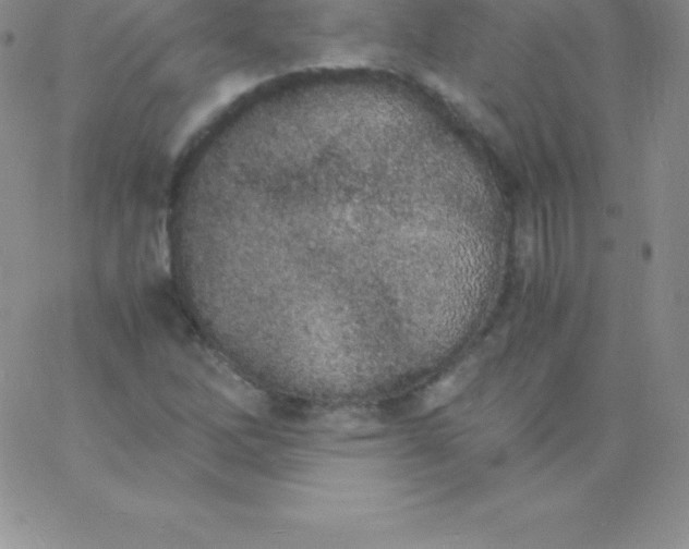 X0000060751262200511241654