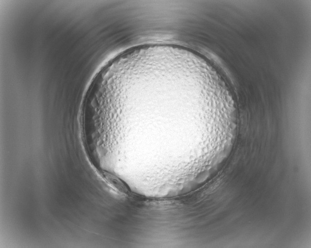 X0000060751432200512011435