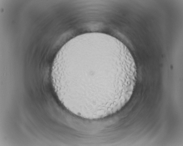 X0000060750018200512081954