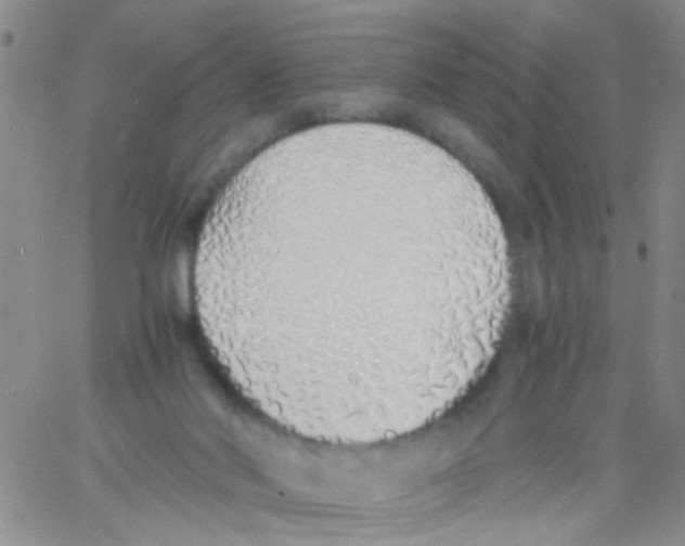 X0000060750022200512081954