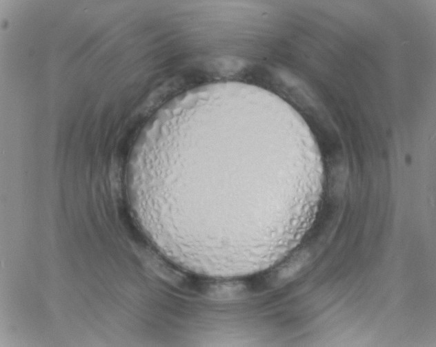 X0000060750274200512081950
