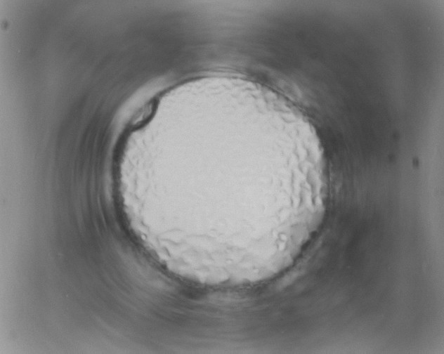 X0000060750294200512081950