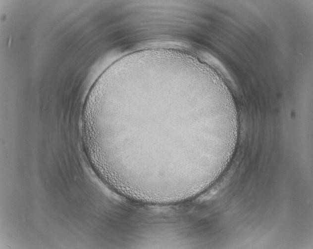 X0000060750852200512081941