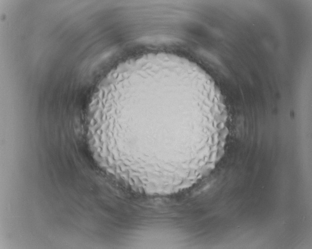 X0000060750966200512081939