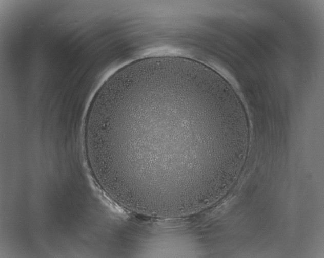 X0000060761008200511101135