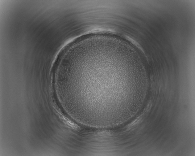 X0000060761021200511101134