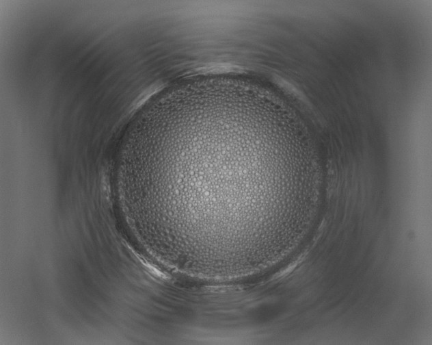 X0000060761305200511101129