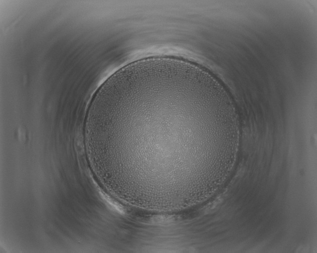 X0000060761521200511101126