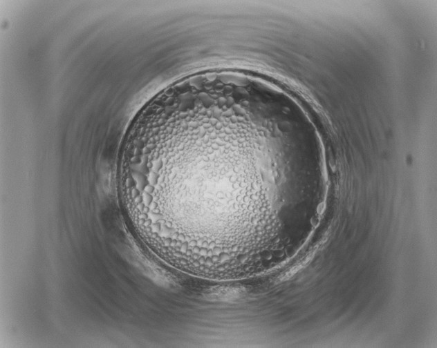 X0000060761513200511141217