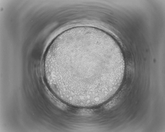 X0000060761514200511141217