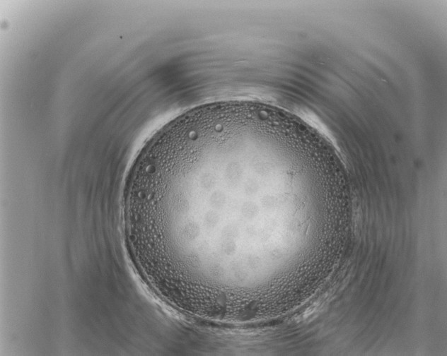 X0000060761088200511171142