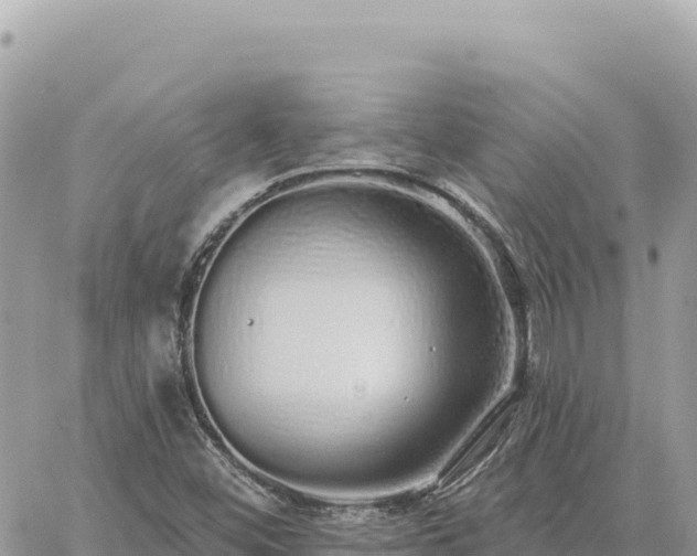 X0000060761452200511171136