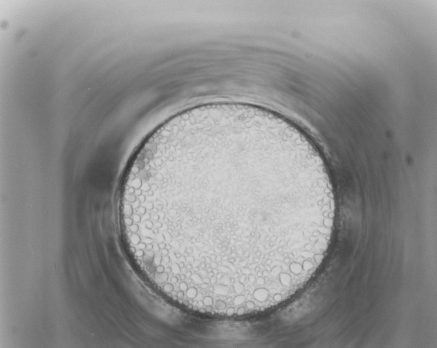 X0000060761514200511171135