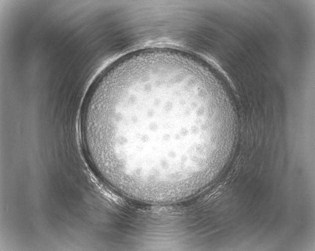 X0000060761032200512011508