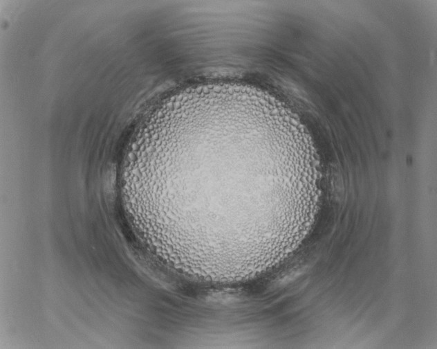 X0000060760550200512082011