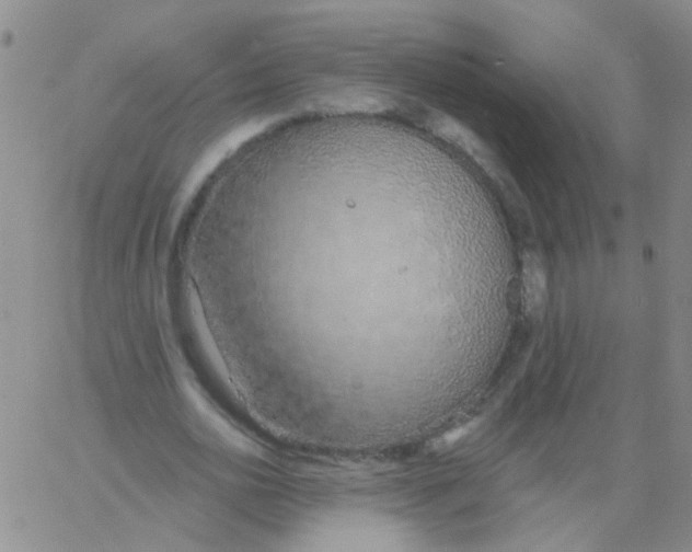 X0000060760726200512082007