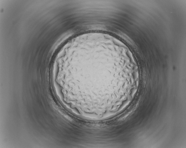 X0000060760790200512082007