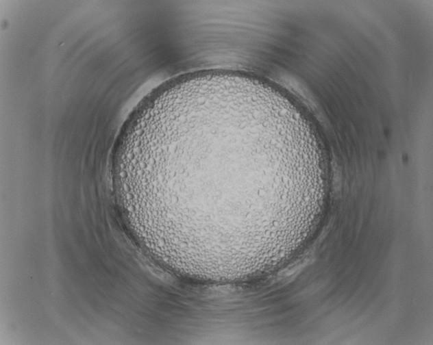 X0000060760883200512082005