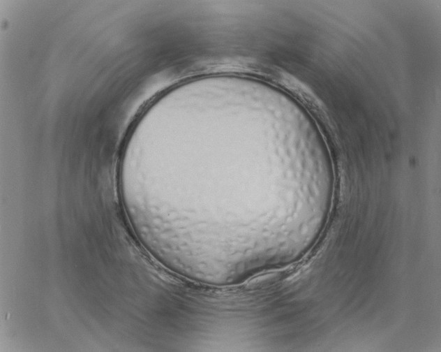 X0000060761174200512082001