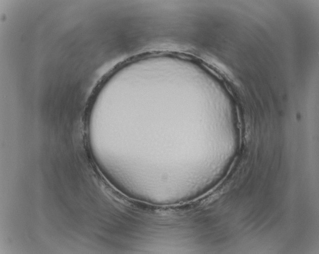 X0000060761264200512081959