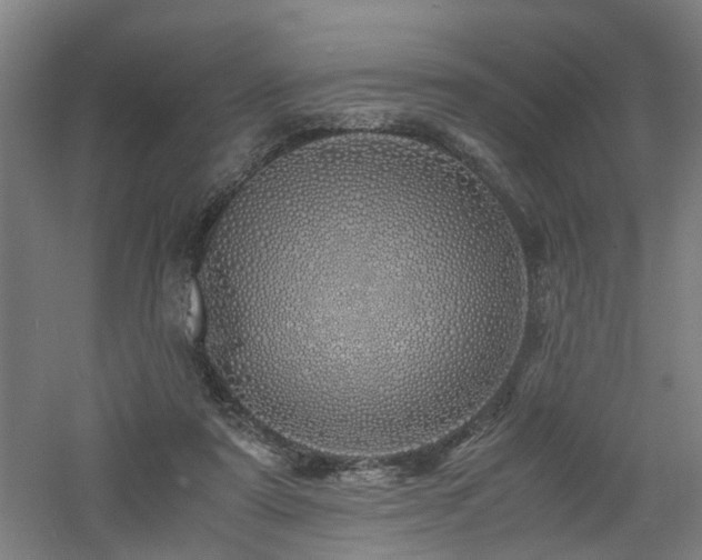 X0000060770307200511101221