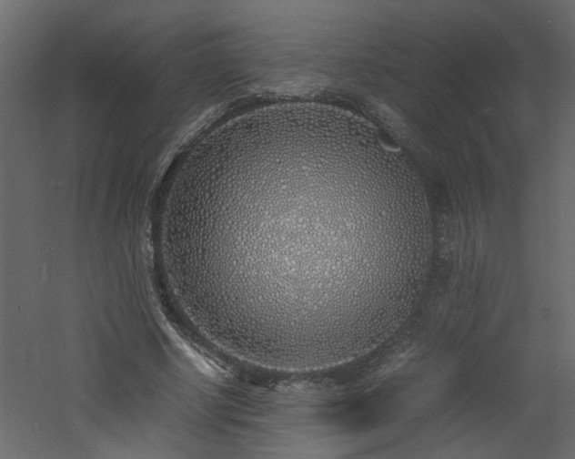 X0000060770634200511101215