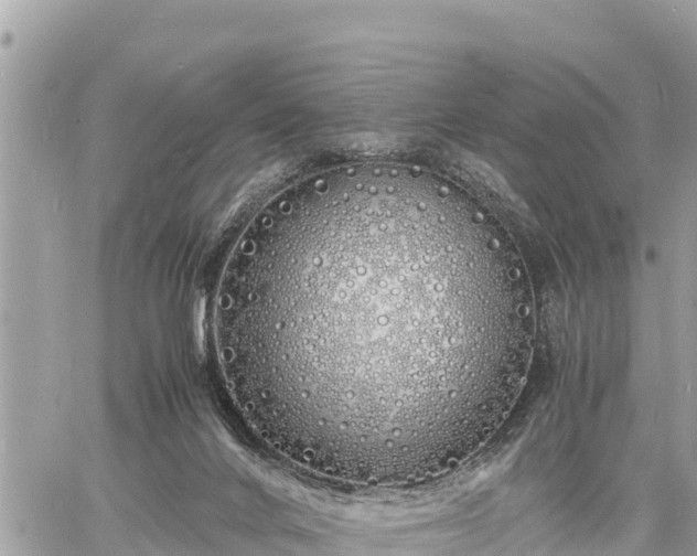 X0000060770024200511141309