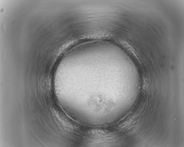 X0000060770636200511141258