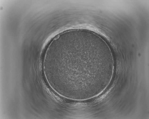 X0000060771506200511141244