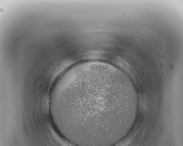 X0000060770016200511171225